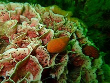 Papery burnupena on lacy false coral at the Drop Zone in False Bay Burnupena cf papyracea PB300183.JPG
