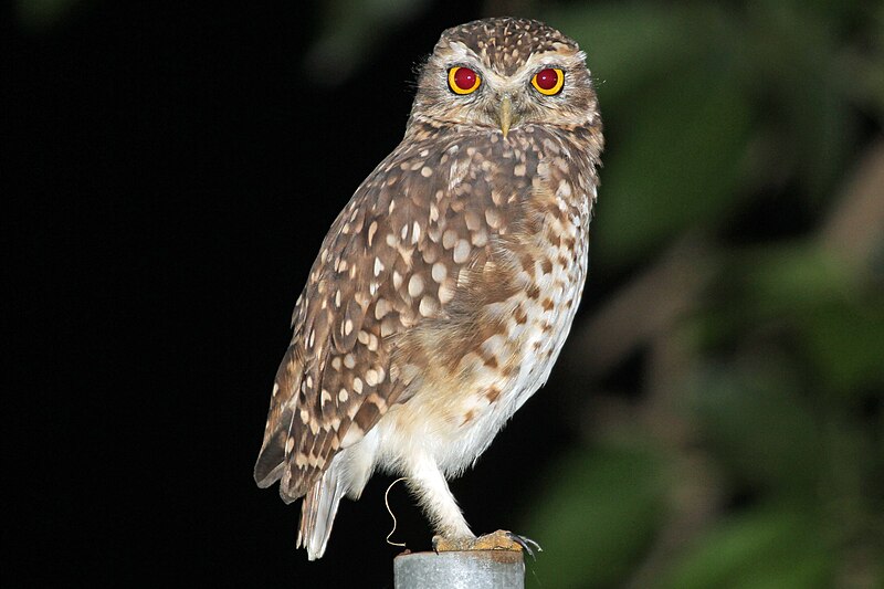 File:Burrowing Owl - Flickr - GregTheBusker (1).jpg