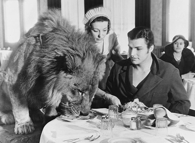 Crabbe watches "Jack", one of the lions in King of the Jungle, eating lunch in a Hollywood restaurant in 1933. Crabbe became a lion tamer while workin