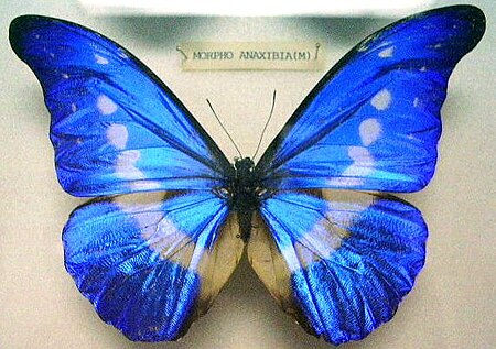 Fail:Butterfly Morpho rhetenor helena (M) KL.jpg