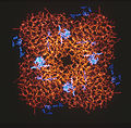 CSIRO ScienceImage 1789 Protein.jpg