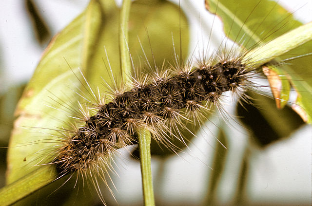 White Cedar Moth Caterpillar  Smarty Plants - Plants for Kids