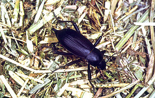 <i>Blaps polychresta</i> Egyptian Beetle
