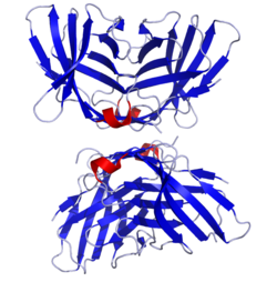 CTLA4 Crystal Structure.rsh.png