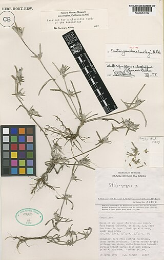 <i>Caatinganthus</i> Genus of flowering plants