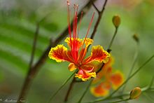 Caesalpinia pulcherrima, otherwise known as the "peacock flower", was used to induce abortion. Caesalpinia pulcherrima - Peacock Flower.jpg
