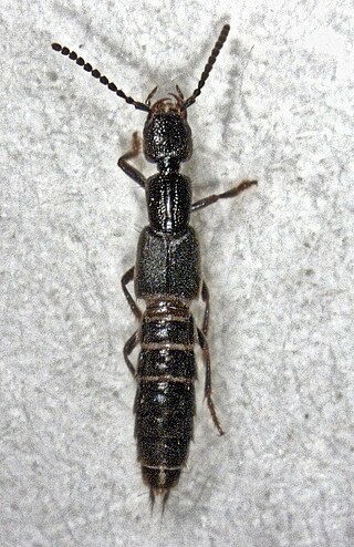 <i>Cafius</i> Genus of beetles