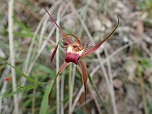 Caladenia ferruginea (2) .jpg