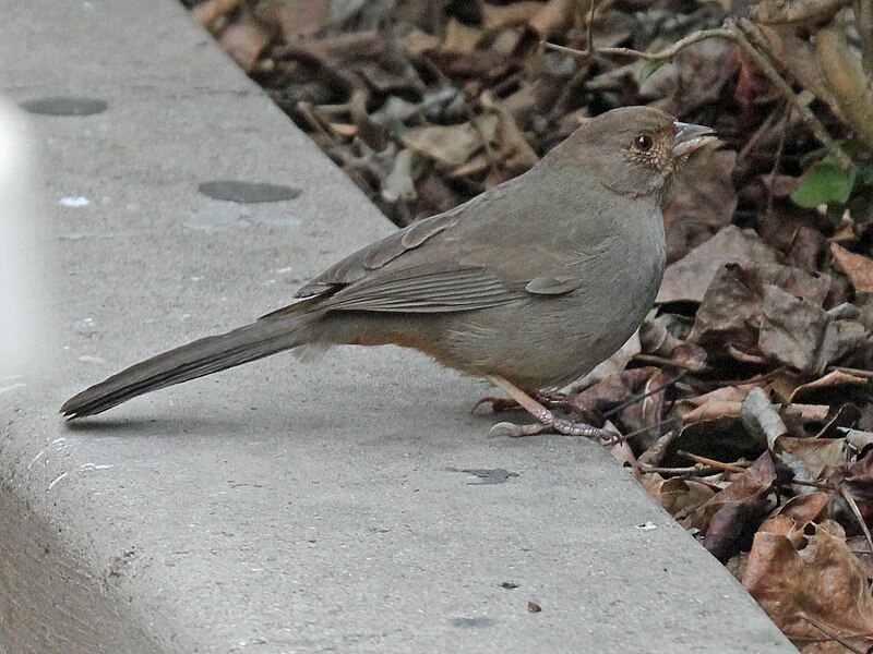 File:California Towhee RWD4.jpg