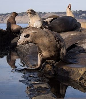 California sea lions in La Jolla