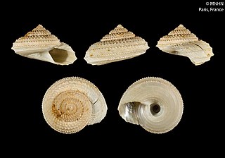 <i>Calliotropis keras</i> Species of gastropod