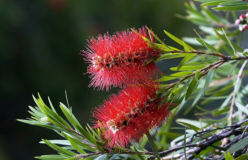 File:Callistemon citrinus 3.jpg