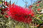 Miniatura para Callistemon rigidus