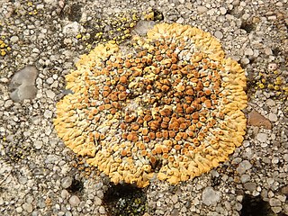 <i>Calogaya pusilla</i> Species of lichen