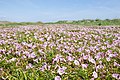 ハマヒルガオ Calystegia soldanella