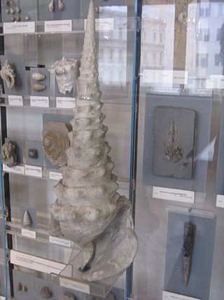 <i>Campanile</i> (gastropod) Genus of gastropods