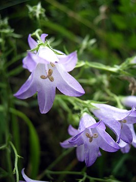 Campanula sibirica