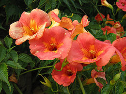 Stambiažiedė ląstūnė (Campsis grandiflora)