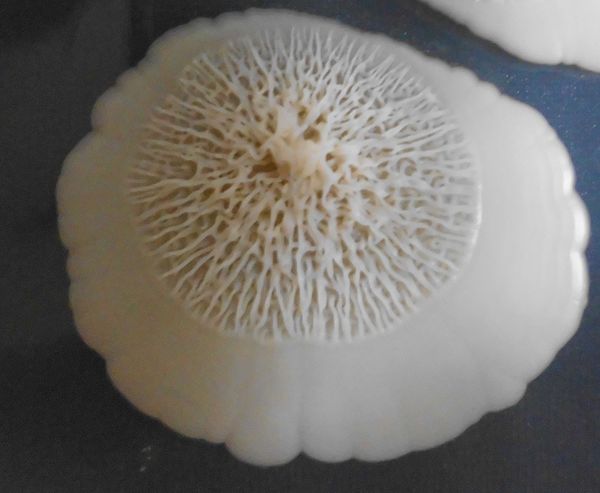 An opaque colony of C. albicans growing as yeast-like cells with filamentous C. albicans cells on top