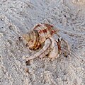 * Nomination Hermit crab (Coenobita scaevola), Red Sea, Egypt --Poco a poco 02:21, 19 August 2023 (UTC) * Promotion  Support Good quality. --Johann Jaritz 02:27, 19 August 2023 (UTC)