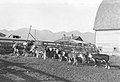 Caption- July 31, 1948. Creston, Montana. Cattle, mostly calves, on the Silas Mast place. (8715808338).jpg
