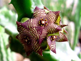 <i>Apteranthes</i> Genus of flowering plants