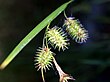 Carex hystericina NPS-1.jpg