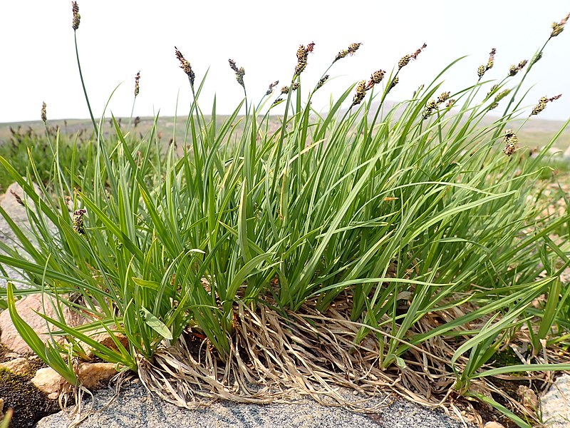 File:Carex media - intermediate sedge - 51588411631.jpg