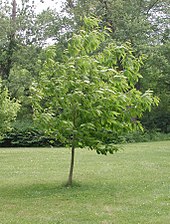 American chestnut field trial sapling from the American Chestnut Cooperators Foundation Castanea dentata-field trial2009.jpg