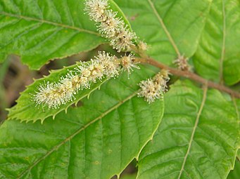 Castanea seguinii, en floración en Iturraran