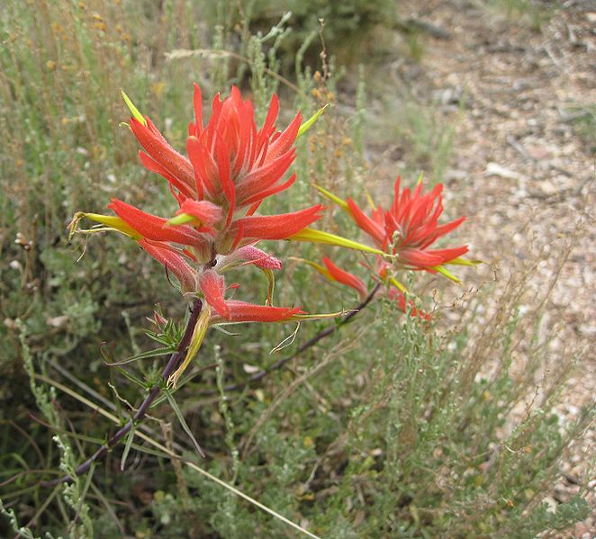 File:Castilleja linariifolia 10.jpg