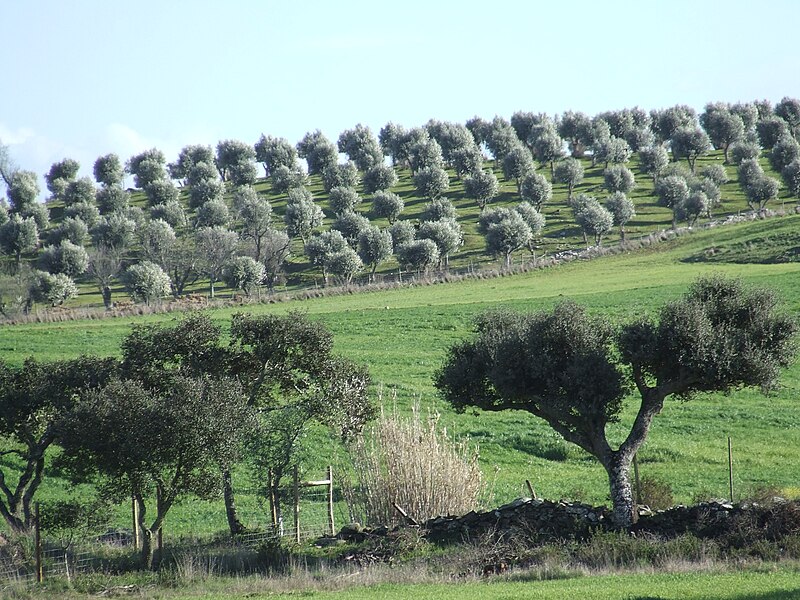 File:Castro Verde Countryside2.JPG