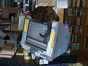 Cat-and-computer-monitor-3388.jpg
