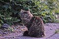 Cat (Felis catus) - Bærum, Norway 2021-07-03.jpg