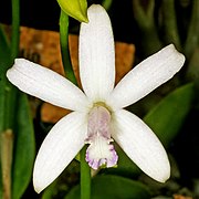 Cattleya pabstii