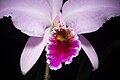 Cattleya percivaliana Labellum