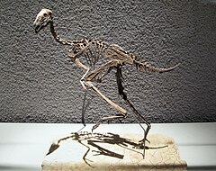 Caudipteryx zoui - Untere Kreide - Liaoning-China.jpg