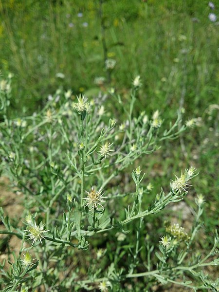 File:Centaurea diffusa sl39.jpg