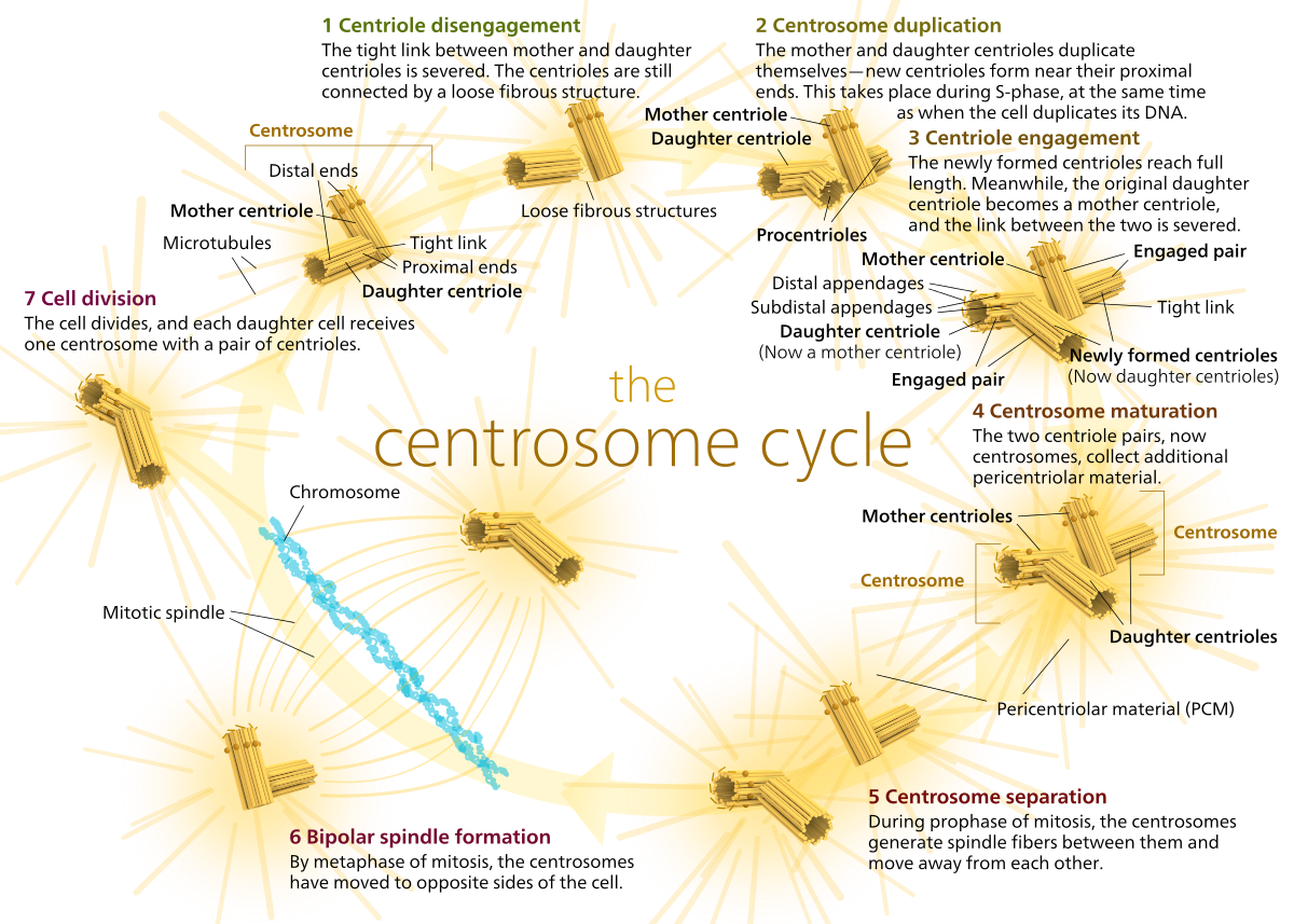 Centrosome cycle - Wikipedia