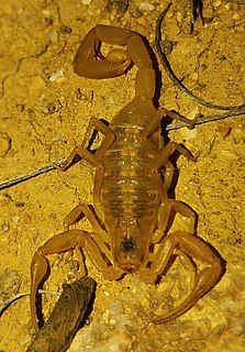 <i>Centruroides exilicauda</i>