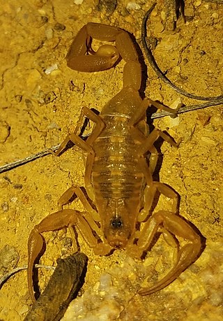 <i>Centruroides exilicauda</i> Species of scorpion