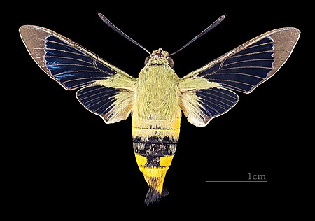 Tập_tin:Cephonodes_kingii_MHNT_CUT_2010_0_138_Cambridge_Park,_New_South_Wales_Australia_female_dorsal.jpg