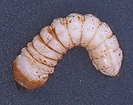 Cerambycidae (Boktor larve).jpg