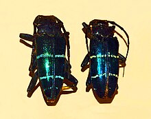 Cerambycidae - Sphingnotus mirabilis.JPG