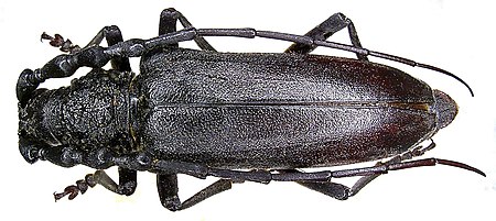 Cerambyx carinatus