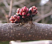 Flower buds