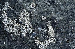 <i>Chamaesipho tasmanica</i> Species of barnacle