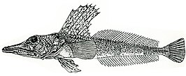 Channichthys velifer