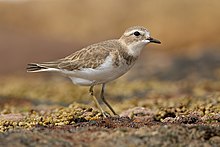 Petit oiseau assez fin, marron clair sur le dessus, tournant autour du cou, blanc sur le dessous.