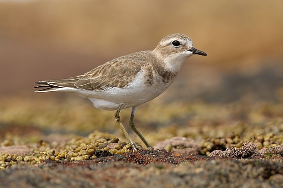 Double-banded plover (Charadrius bicinctus)